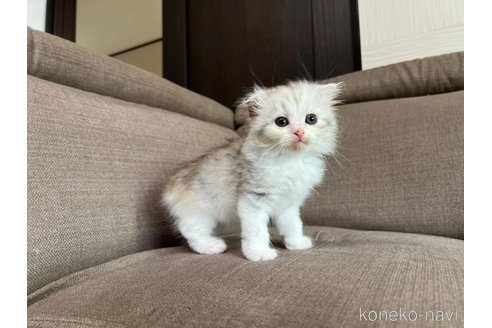 販売中の茨城県のスコティッシュフォールド(折れ耳)-118853の5枚目